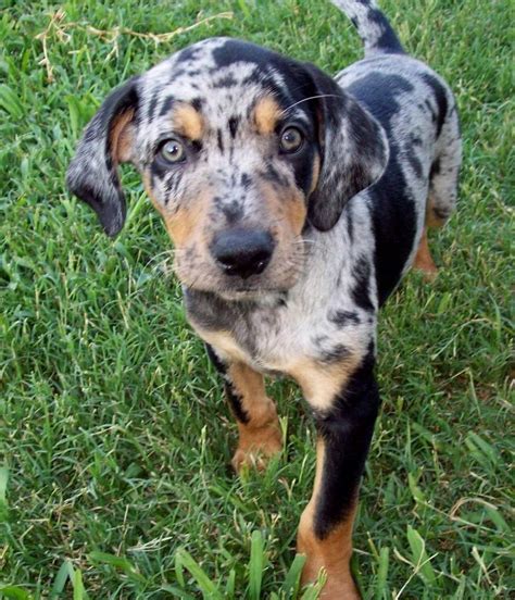 Types Of Catahoula Leopard Dog