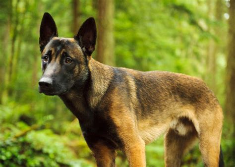 Types Of Military Dogs Breeds