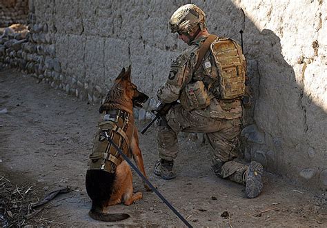 Types Of Military Working Dogs