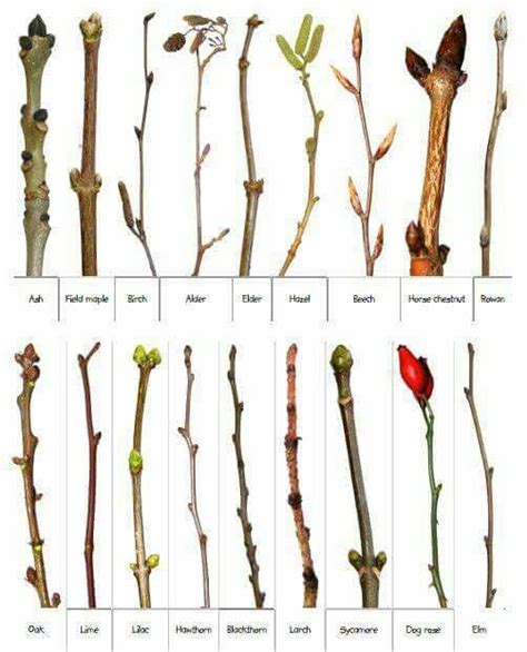 Types Of Tree Branches