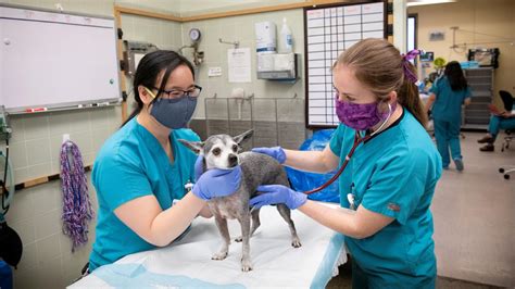 Uc Davis Emergency Vet Clinic