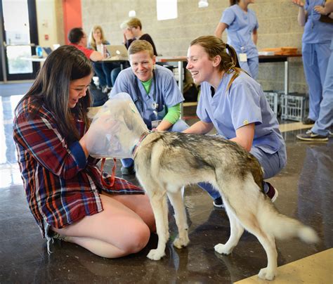 Uc Davis Pet Hospital Rey Mcmillen