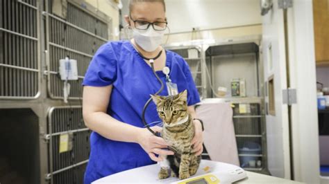 Uc Davis Veterinary Clinical Trials