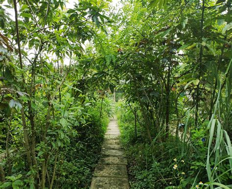 Uncle Tan S Herb Garden The Art Of Herbal Remedies