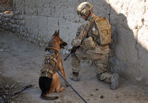 Us Army Military Working Dogs