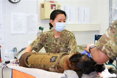 Us Army Veterinary Program