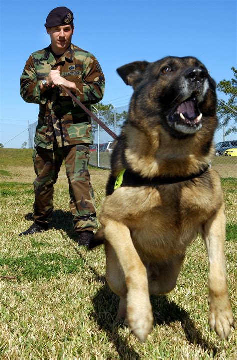 Us Military News Us Military Working Dog Handler May 2021 The Military Channel