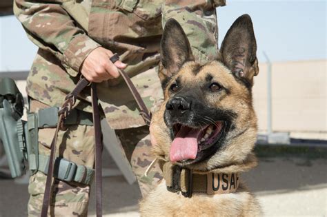 Usaf K9 Handler