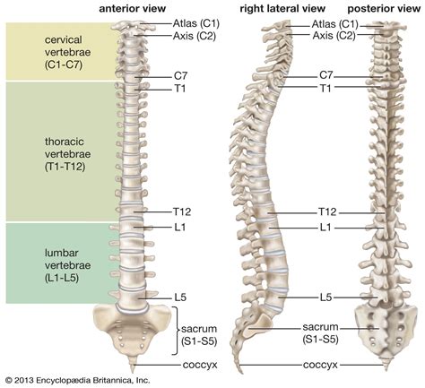 Vertebral Column Anatomy Diagram