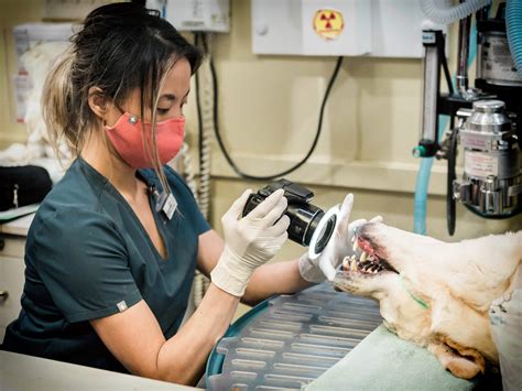 Vet Recommended Dog Teeth Cleaning