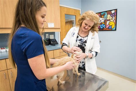 Veterinarian Animal Hospital Emergency Pet Care Dental Xray Laser Therapy Veterinary Services Hospital Madison Al