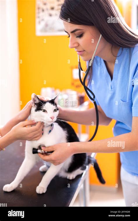 Veterinarian At Work Listen Cat S Breathing Stock Image Image Of