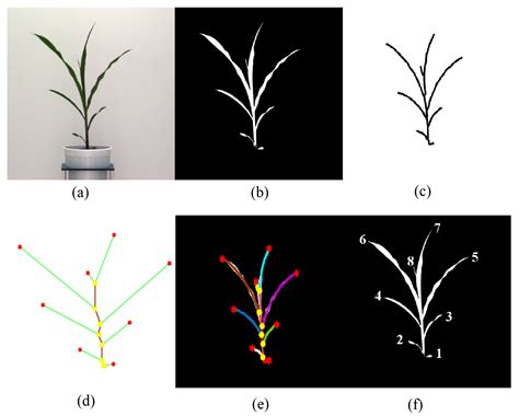 Visual Growth Tracking For Automated Leaf Stage Monitoring Based On Image Sequence Analysis