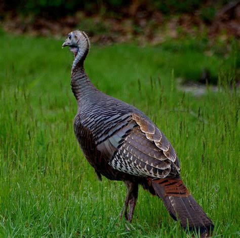 What Are Female Turkeys Called