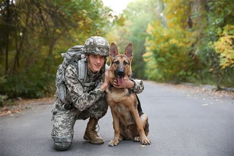 What Are Military Dogs Called