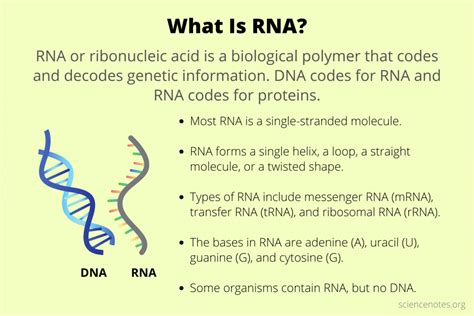 What Does Rnas Stand For