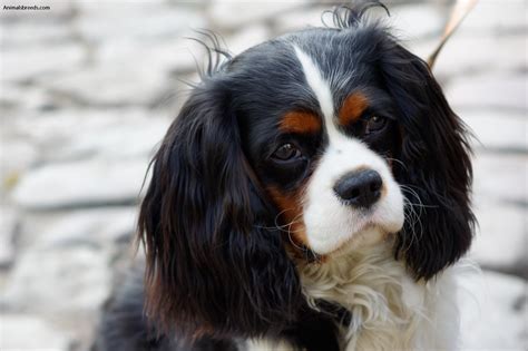 What Is A Cavalier King Charles Spaniel S Lifespan Health Overview In 2021 Cavalier King