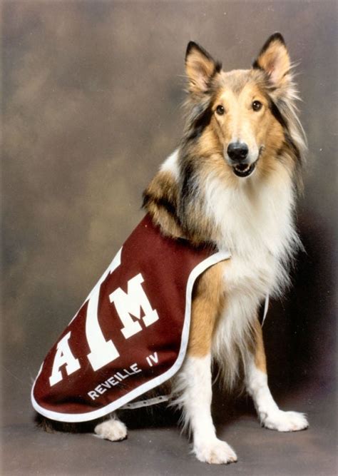 What is Reveille