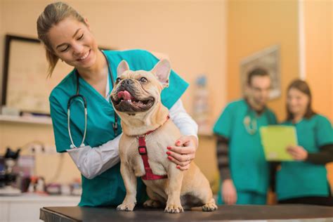 What Is A Veterinarian