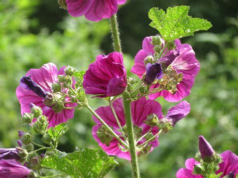 What Is Malva Plant