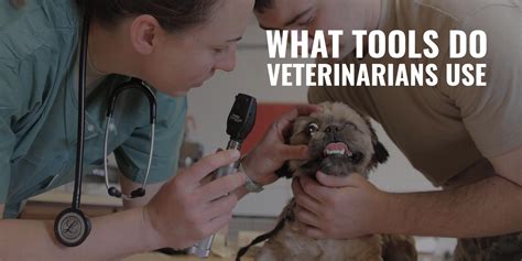 What Tools Do Veterinarians Use