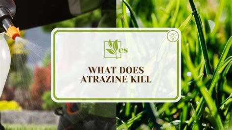 What Weeds Does Atrazine Kill