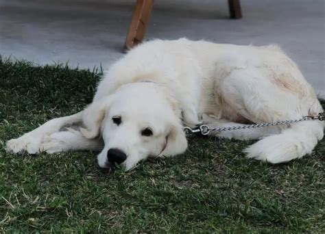 When Do Great Pyrenees Die