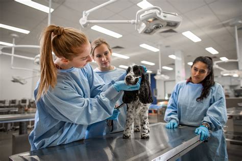 Where Do Veterinarians Work