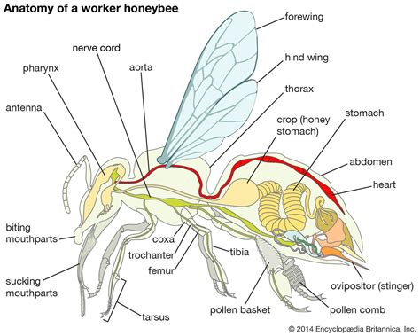 5 Ways Honeybee Health