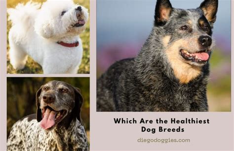 Which Are The Healthiest Dog Breeds Need To Know