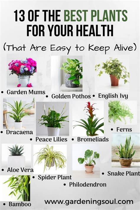 Why Are House Plants Beneficial