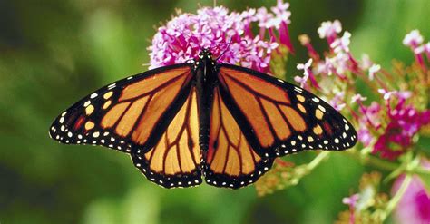 Why Are Monarch Butterflies Endangered