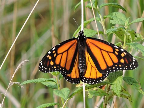 Why Are Monarch Butterflies Special