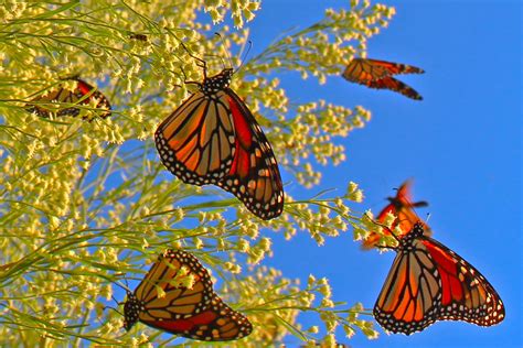 Why Do Monarch Butterflies Migrate