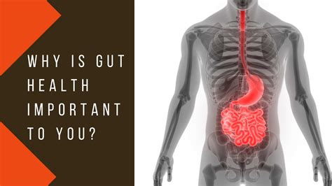 Why Is Gut Health Important To You God Amp 39 S Way To Wellness