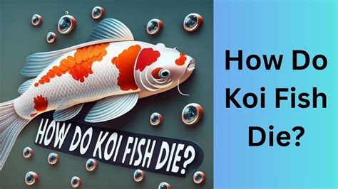 Why Koi Fish Die