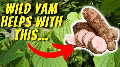 Wild Yam Where To Buy