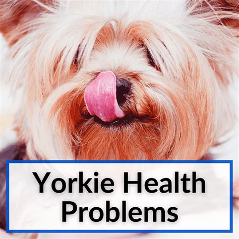 Yorkie Common Health Issues