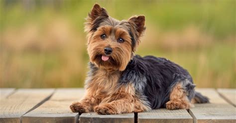 Yorkie Lifespan