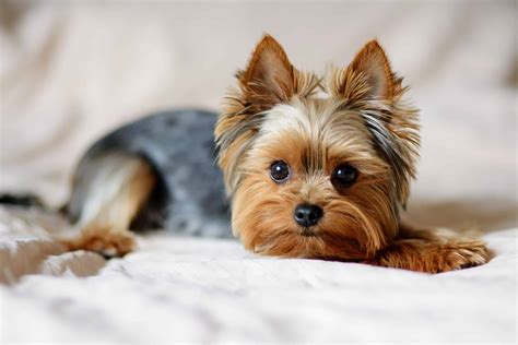 Yorkie Puppies