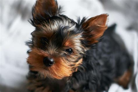 Yorkie Weight