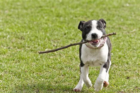 Your Can Too Many Greenies Make A Dog Sick Unveiling The Risks Vet